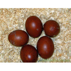 Яйцо куриное шоколадное (5 шт)